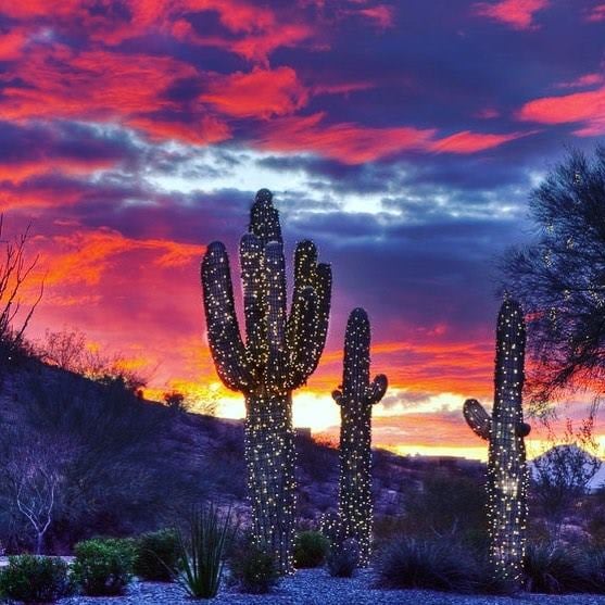 Is It Ok to Decorate Catus With Lights